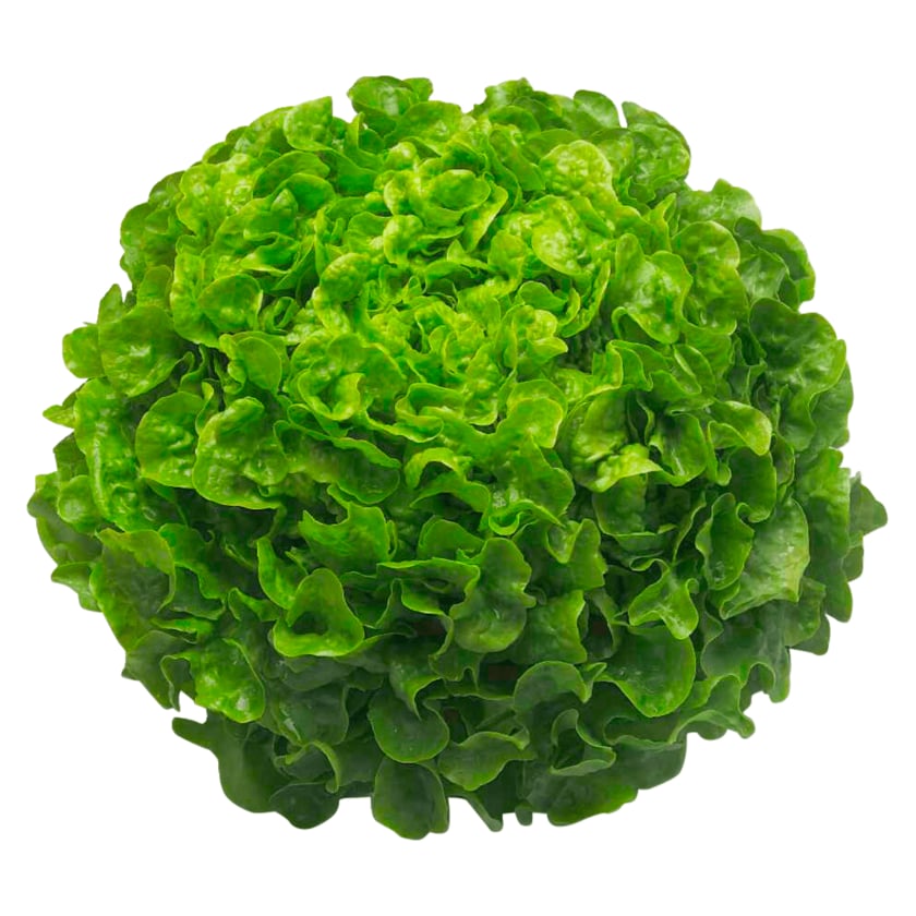 Salat Eichblatt Grün 1 Stück